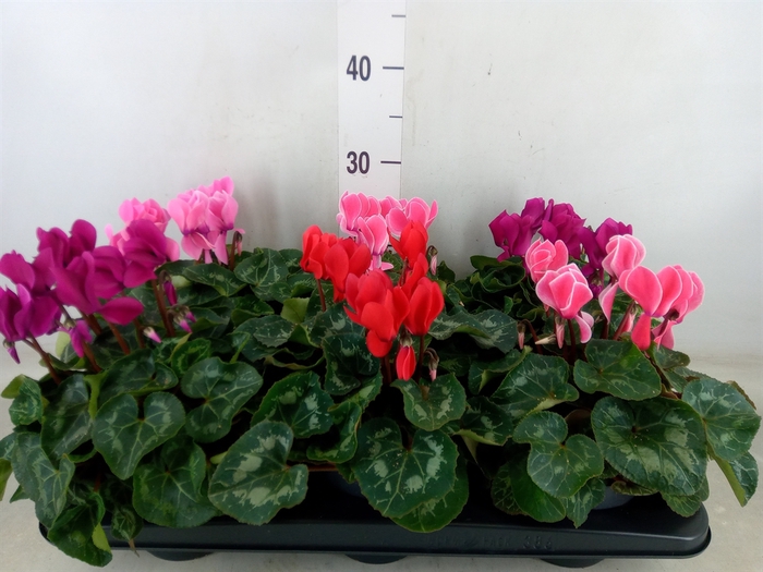 <h4>Cyclamen MD 'Allure'</h4>
