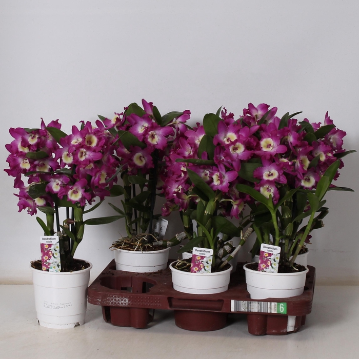 <h4>DEND NOBILE</h4>