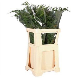 ASPARAGUS SETACEUS LANG GETOPT