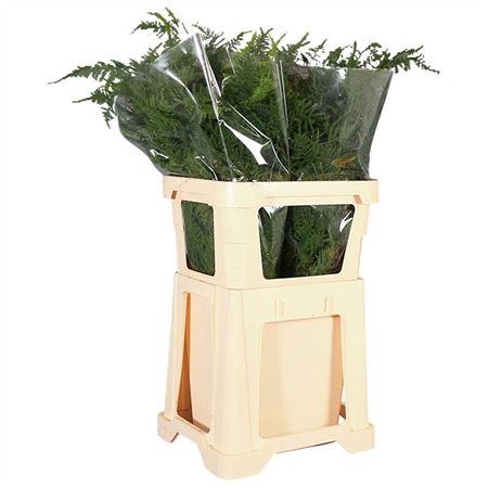 <h4>ASPARAGUS SETACEUS LANG GETOPT</h4>