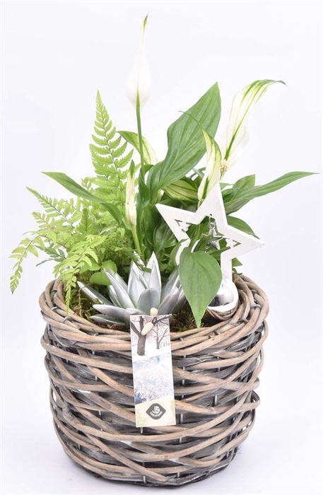 <h4>Wilg mand grijs 18cm</h4>