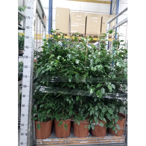 Ficus benja. 'Exotica'