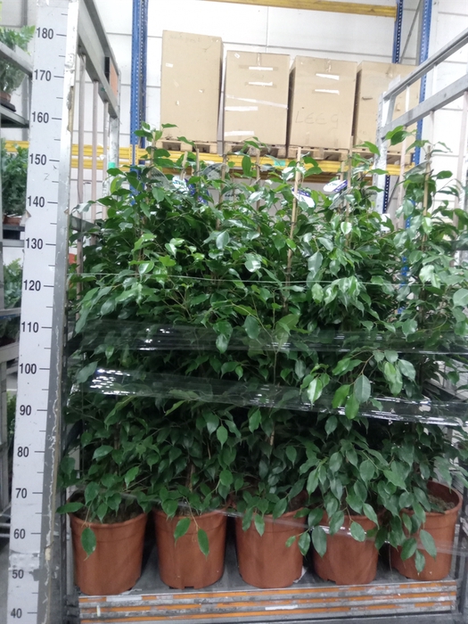 <h4>Ficus benja. 'Exotica'</h4>