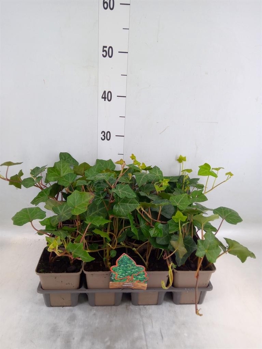 <h4>Hedera hibernica</h4>