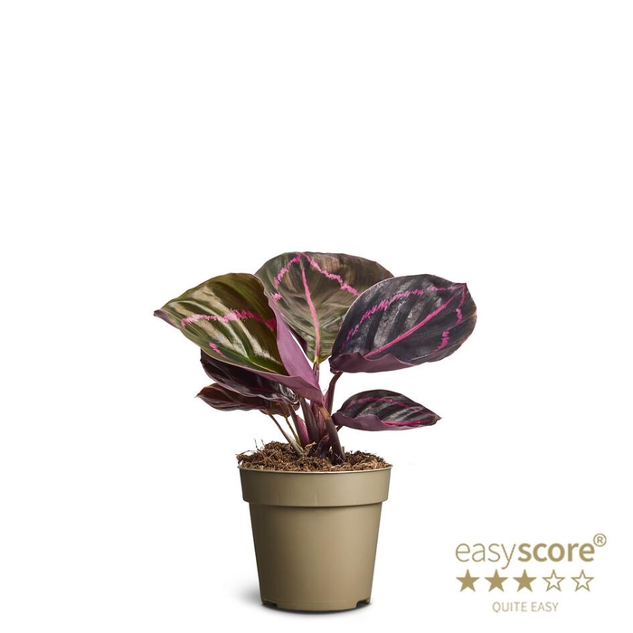 <h4>CALATHEA ROSEOPICTA p9</h4>
