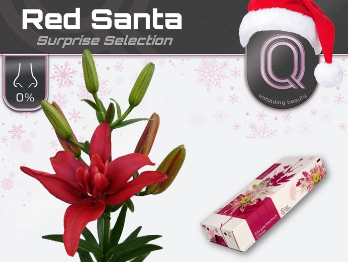 <h4>LI LA DU RED SANTA 4+ DOOS</h4>