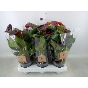 Anthurium andr. 'Essencia'