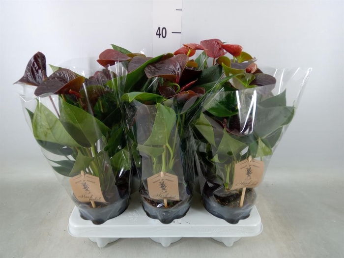 <h4>Anthurium andr. 'Essencia'</h4>