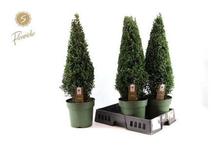 <h4>Buxu Sempervirens</h4>