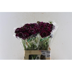 Scabiosa Scoop Dark Purple
