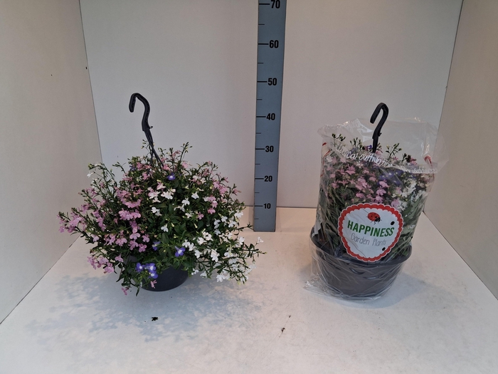 <h4>PERKPL MIXK</h4>