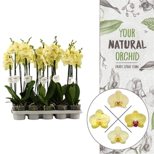 Your Natural Orchid | Geel | Phalaenopsis 2 spike