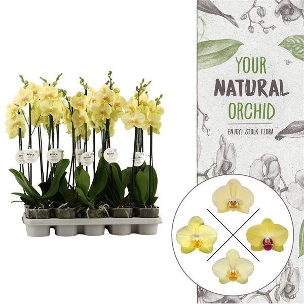 <h4>Your Natural Orchid | Geel | Phalaenopsis 2 spike</h4>