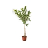 FICUS BENGHALENSIS P40