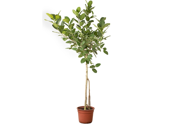 <h4>FICUS BENGHALENSIS P40</h4>