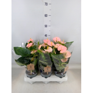 Anthurium andr. 'Spirit'