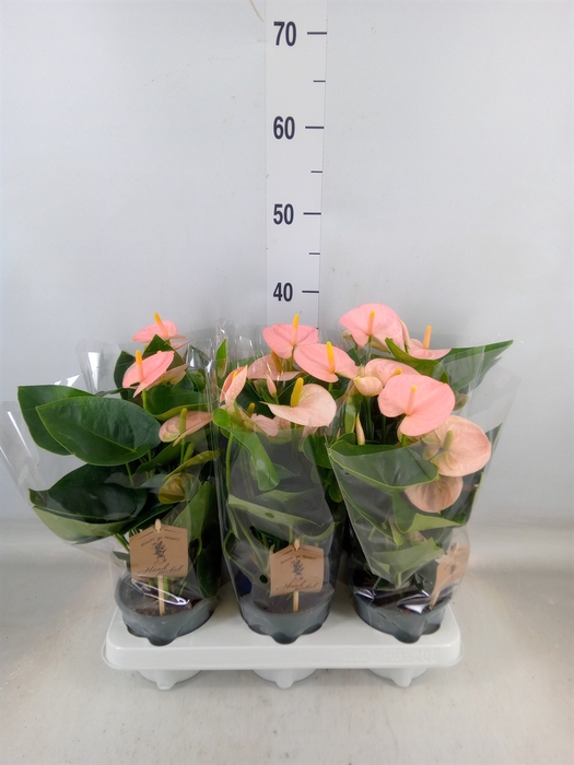 <h4>Anthurium andr. 'Spirit'</h4>