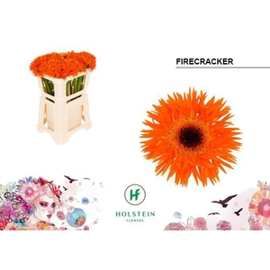 Germini Spider Firecracker Water