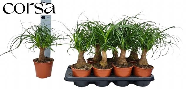 <h4>BEAUCARNEA RECUR</h4>