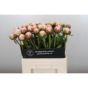 Paeonia Pillow Talk