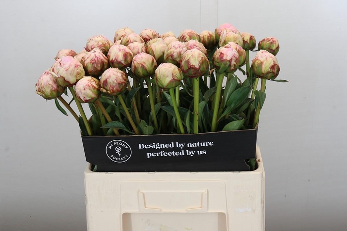 <h4>Paeonia Pillow Talk</h4>