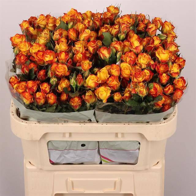 <h4>R TR EYELINER</h4>