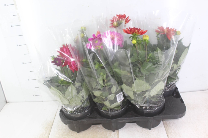 <h4>DAHLIA XXL P15</h4>