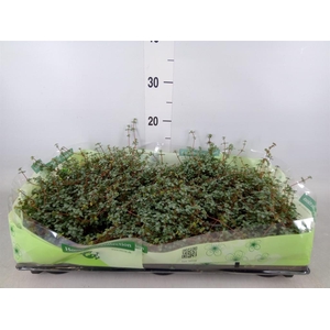 Pilea glaucophylla 'Greyzy'