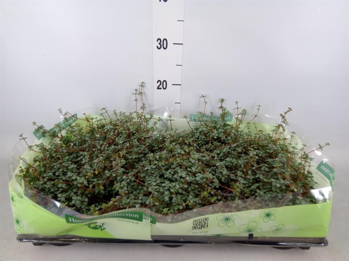 <h4>Pilea glaucophylla 'Greyzy'</h4>