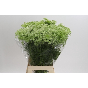 Ammi Visnaga