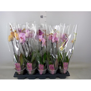 Phalaenopsis   ...mix