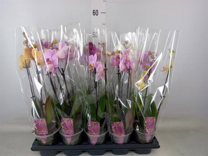 <h4>Phalaenopsis   ...mix</h4>