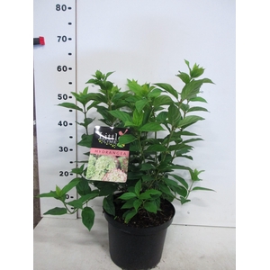 Hydrangea pan. Little Lime 20-25 P23