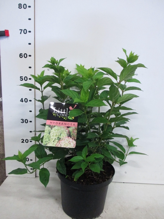 <h4>Hydrangea pan. Little Lime 20-25 P23</h4>