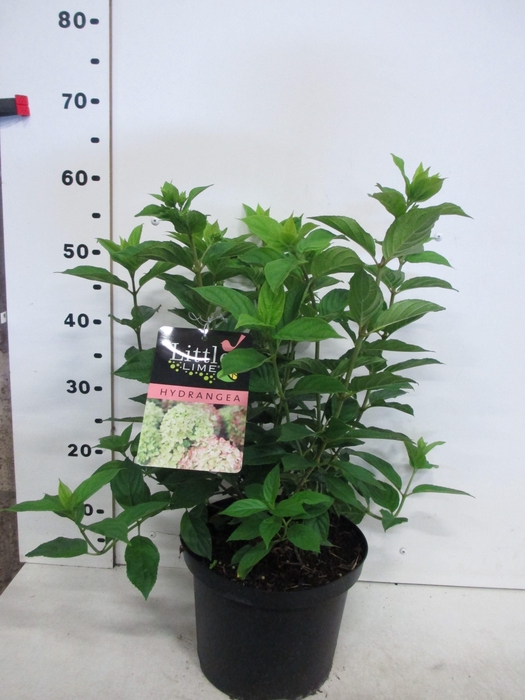 <h4>Hydrangea pan. Little Lime 20-25 P23</h4>