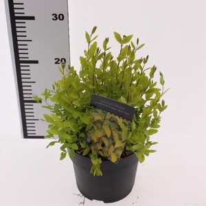 Ligustrum 'Lemon and Lime'