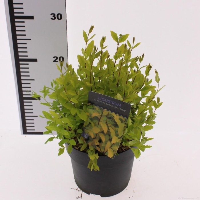 <h4>Ligustrum 'Lemon and Lime'</h4>