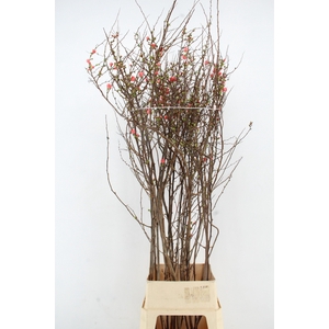 CHAENOMELES JAPONICA PINK 160CM