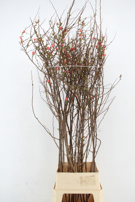 <h4>CHAENOMELES JAPONICA PINK 160CM</h4>