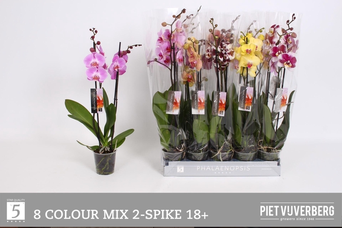 <h4>PHAL GEM 8 KL</h4>