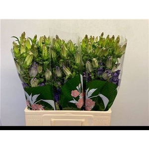 Camp M Campana Lilac