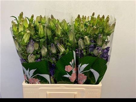 <h4>Camp M Campana Lilac</h4>