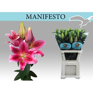 LI OR MANIFESTO