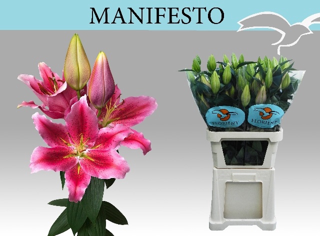 LI OR MANIFESTO