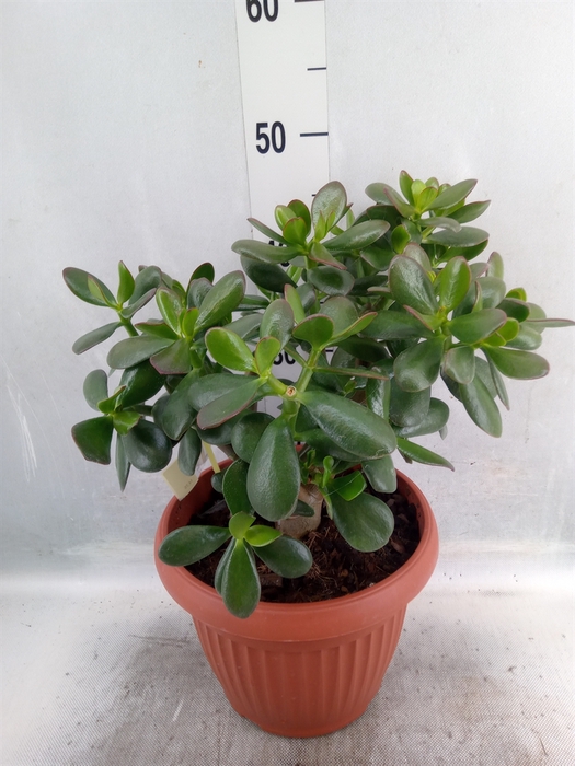 <h4>Crassula ovata 'Sunset'</h4>