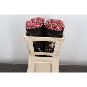 R Ov Wx 50cm Classic Pink