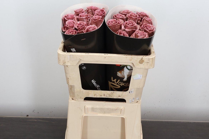 <h4>R Ov Wx 50cm Classic Pink</h4>