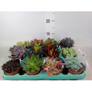 Succulents   ...