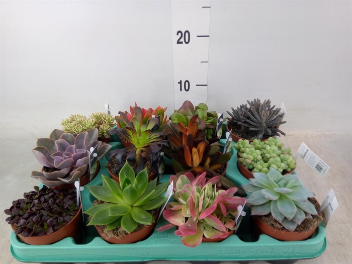 <h4>Succulents   ...</h4>