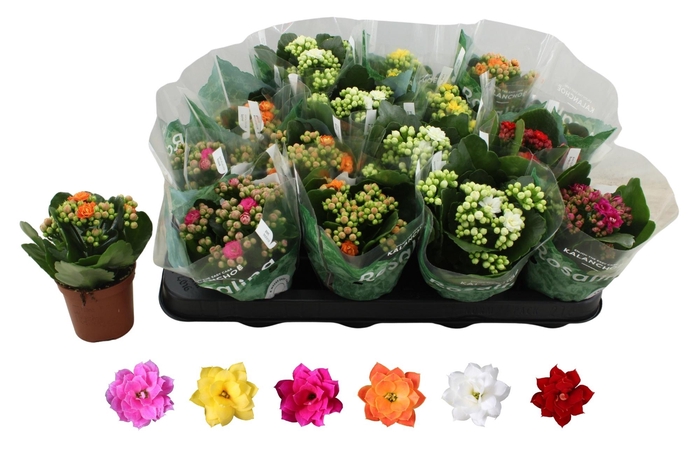 arr8 Kal Ge Ro Gem 6 Kl